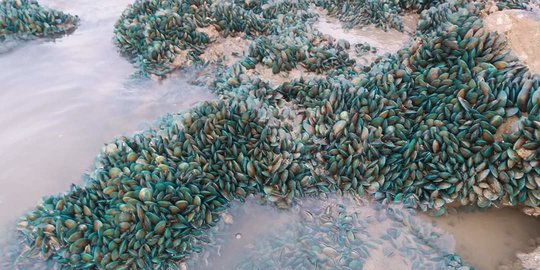 Kerang Hijau Bermunculan di Pantai Karawang, Diduga Dampak Pencemaran Limbah