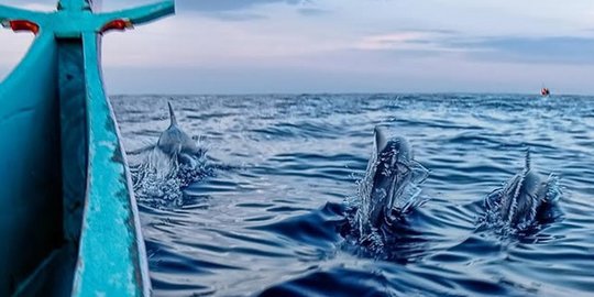 7 Pantai Terbaik Untuk Melihat Penampakan Lumba Lumba Di