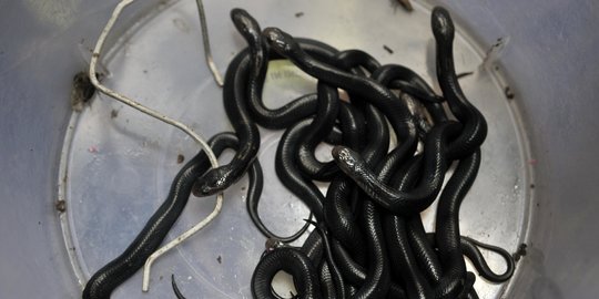Penemuan Sarang Kobra Gegerkan Warga Cakung