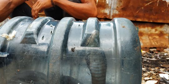 Ular Kobra Sepanjang Dua Meter Ditangkap Warga Bekasi