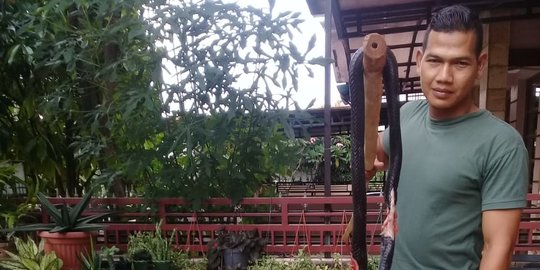 Induk Ular Kobra Ditemukan di Perumahan GDC Depok