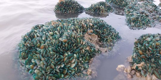 Warga Karawang Olah Kerang Hijau Jadi Lauk dan Pakan Ternak