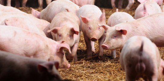 27.000 Babi di Sumut Mati, Diduga akibat Penyakit