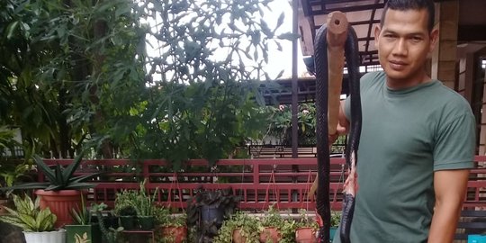 30 Menit Menegangkan Penangkapan Kobra 2 Meter di GDC Depok