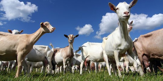 Warga Cirebon Geger Puluhan Ekor Kambing Mati Misterius dan Mengenaskan