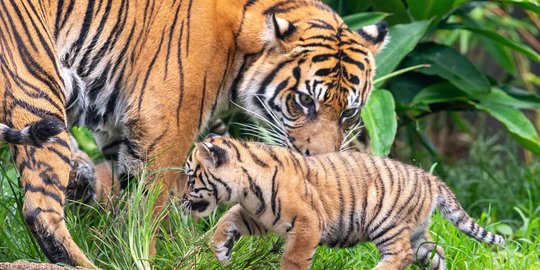 Pantau Titik Harimau Sumatera, Kamera Trap Dipasang di Kampar Riau