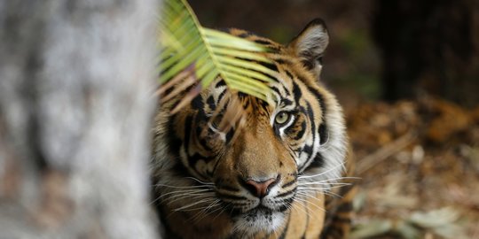 Perburuan Masif Manusia Buat Harimau Turun Gunung