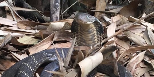 Teror Kobra, Dari Kembangan Hingga Tabanan