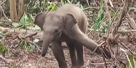 Anak Gajah Terjerat Benang Nilon di Area Konsesi PT RPI Indragiri Hulu