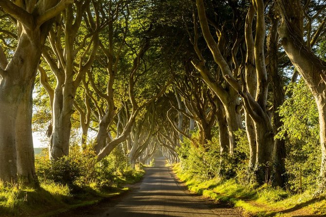 the dark hedges