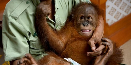 Lucunya Anak Orangutan yang Diselamatkan dari Penyelundupan WNA Rusia