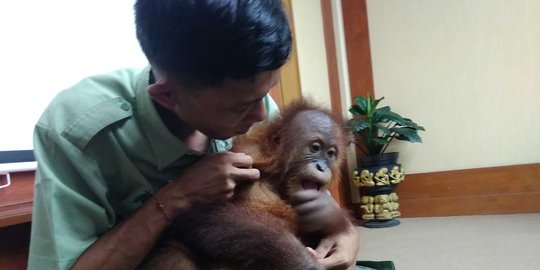 Bonbon, Anak Orang Utan Diselundupkan Warga Rusia Dikembalikan ke Habitat di Sumatera