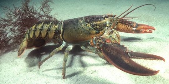 KKP: Indonesia Penghasil Benih Lobster Terbesar di Dunia