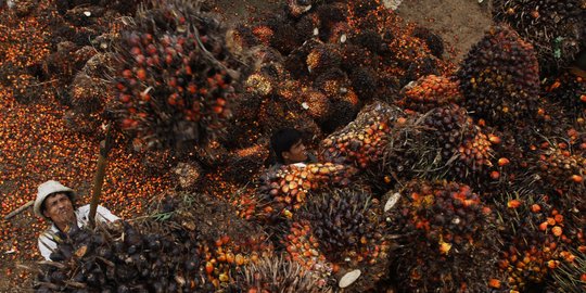 Kelapa Sawit Solusi Atasi Defisit Transaksi Berjalan Indonesia