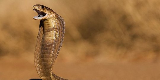 Korban Gigitan Kobra Bisa Dapatkan Serum Antibisa Ular di RSU Tangsel