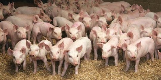 Berkat Babi, Pengusaha ini Masuk Jajaran 500 Orang Terkaya Dunia