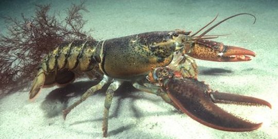 Perhatikan Nasib Nelayan, BKIPM Tunggu Kebijakan Menteri Edhy soal Ekspor Lobster