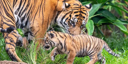 Teror Harimau Sumatera Sebabkan Kunjungan Wisata ke Sumsel Menurun