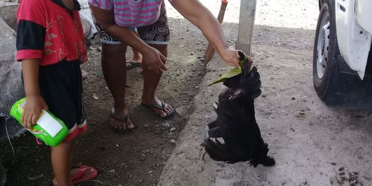 Belasan Ayam di Jembrana Mati Mengeluarkan Lendir dari Mulut dan Hidung