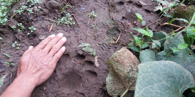 Tebar Keresahan, Ada Oknum Cetak Jejak Harimau di Sumsel