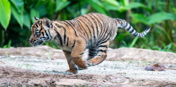 Polisi Buru Pembuat Jejak Kaki Palsu Harimau Sumatera di Pagaralam
