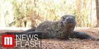 VIDEO: Berlibur ke Pulau Komodo, Obyek Wisata Premium Dengan Tiket Rp14 Juta/Tahun