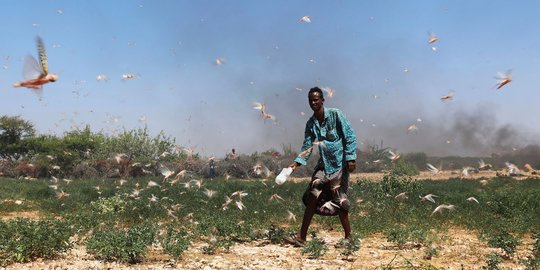 Somalia Dilanda Serangan Belalang Terburuk dalam 25 Tahun
