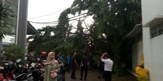 Indomaret dan Alfamart Tertimpa Pohon Beringin Tumbang di Stasiun Serpong