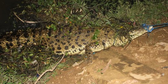 Meresahkan, Buaya Sepanjang 3 Meter Ditangkap Warga Tanjungjabung Timur