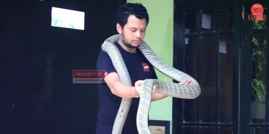 Menengok Isi Rumah Panji Petualang, Penuh Reptil Berbahaya Termasuk King Kobra