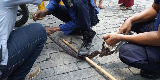 Kemunculan Ular Kobra Bikin Panik Pegawai Toko Obat Pak Oles di Jember