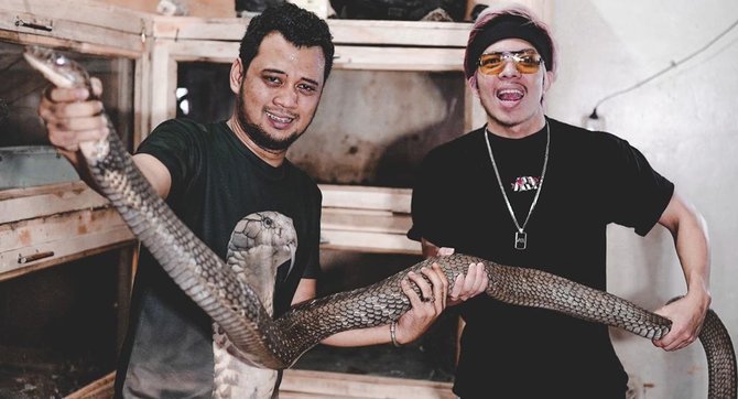atta halilintar pegang ular king cobra milik panji instagram atta halilintar