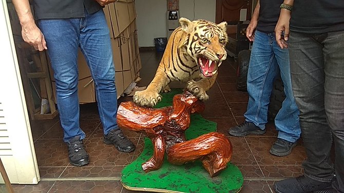 hewan langka diawetkan di rumah pengemudi lamborghini