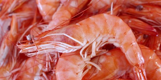 5 Penyedap Masakan Alami Berbahan Dasar Udang