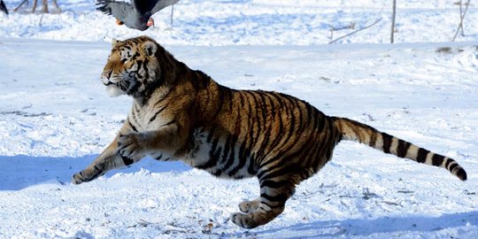 Pamit Mandi ke Sungai, Warga Muara Enim Ditemukan Tewas Diterkam Harimau