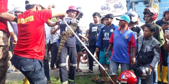 Sempat Muncul, Buaya Muara Jantan Ditangkap di Samarinda