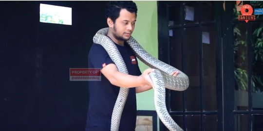 kandang persis habitatnya