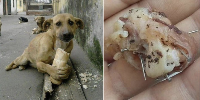 Sungguh Kejam Orang Orang Ini Memasukkan Jarum Dan Paku Di