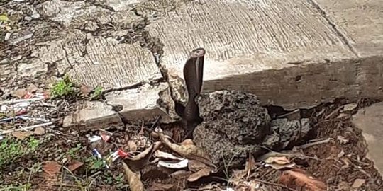 Ular Cobra dalam Posisi Siap Menyerang Keluar dari Gorong-gorong RSUD Karawang