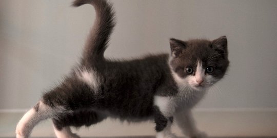 Bikin Haru Kucing Ini Sedih Pemiliknya Meninggal Sampai Duduk Di Atas Pusara Merdeka Com
