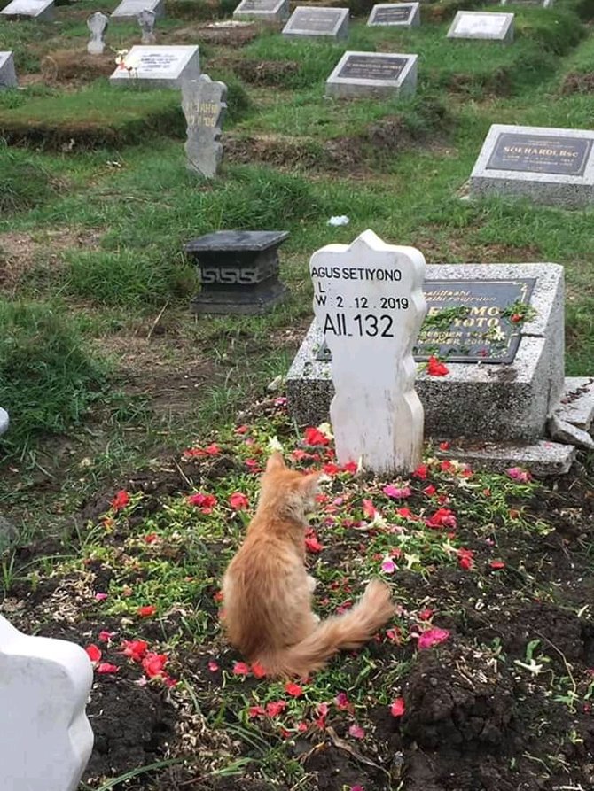 Bikin Haru Kucing Ini Sedih Pemiliknya Meninggal, Sampai Duduk di 