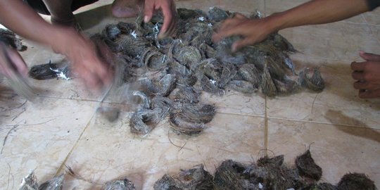 burung walet meningkat