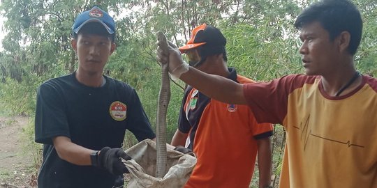 Induk dan Anak Kobra Bikin Resah Warga Karawang, Saat Ditangkap Semburkan Bisa