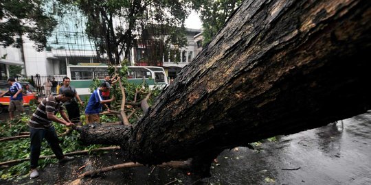 Pohon Tumbang Tutup Jalan, Arus Lalu Lintas Garut-Tasikmalaya Sempat Terganggu