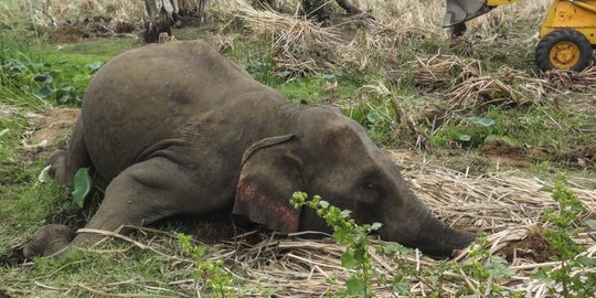 Diduga Tersengat Listrik, 3 Gajah Ditemukan Mati di Perkebunan Sawit