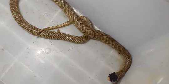 Cara mengusir ular weling