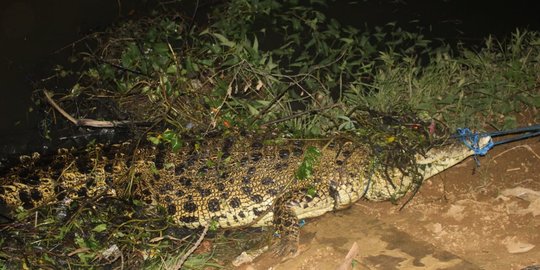 Pasang Pukat Udang di Sungai Nunukan, Mansyah Hilang Diterkam Buaya