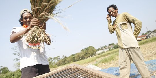 Harga Gabah dan Beras Rata-Rata Mengalami Penurunan di Desember 2019