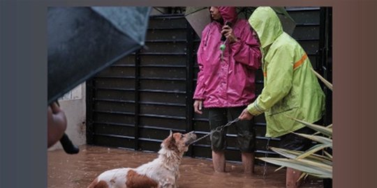 pertama pada si anjing