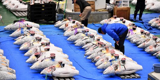 Melihat Lelang Ikan Tuna Tahun Baru di Pasar Tokyo